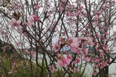 深圳三月赏樱花好去处，公交可直达！